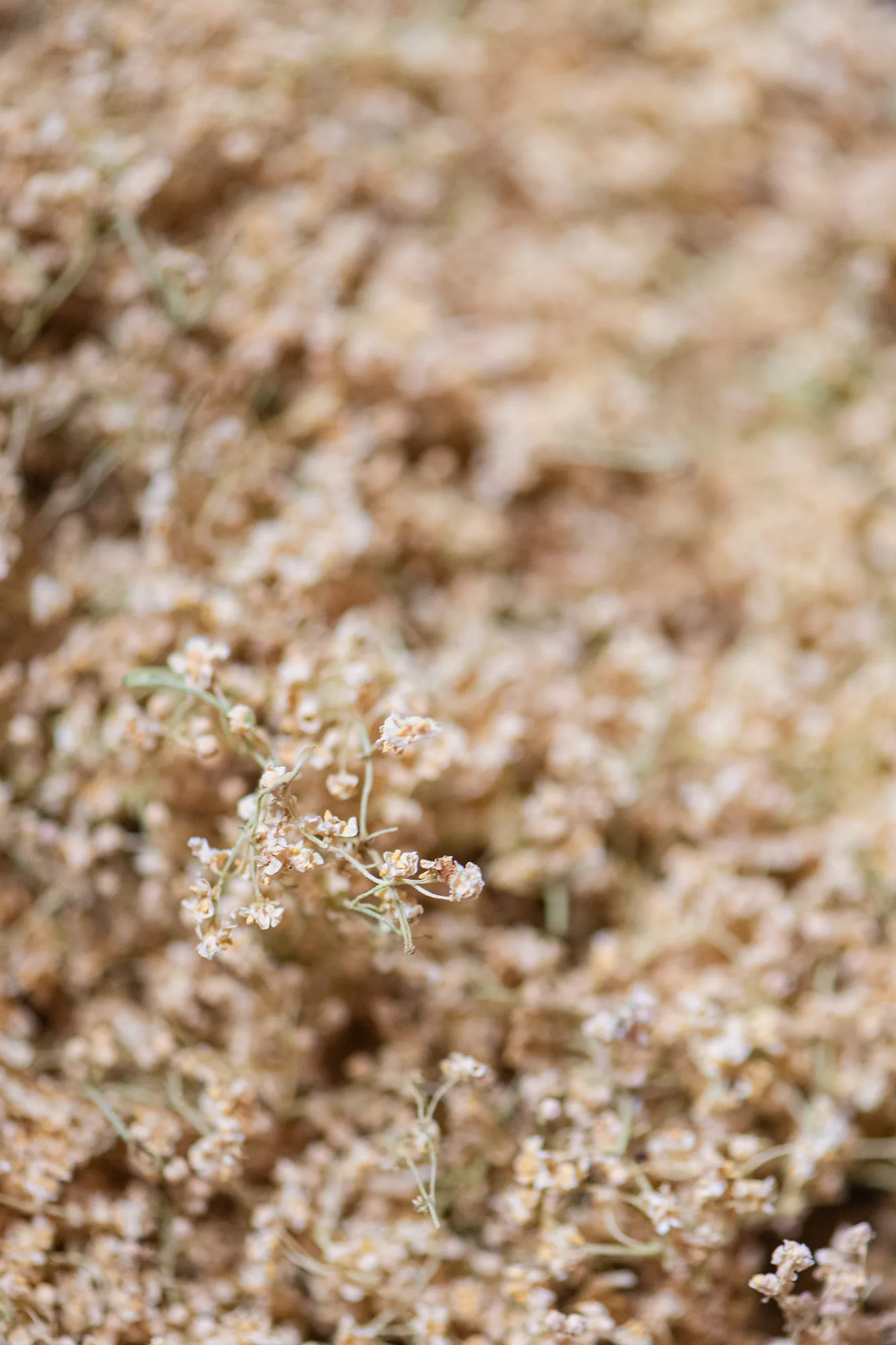 Texture de fleurs séchées en gros plan
