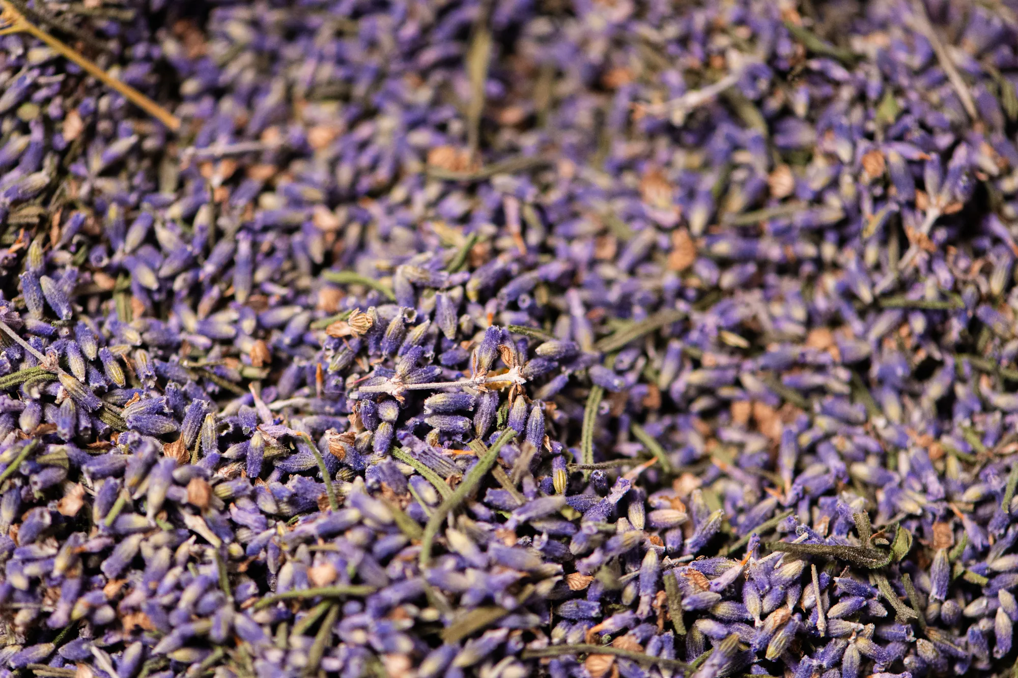 Fleurs de lavande séchées en gros plan